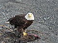 Alaska Wildlife-49